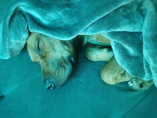 Rhodesian Ridgeback-Beitrag-Bild