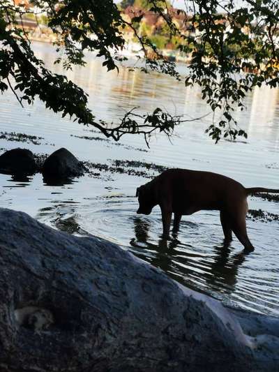 Rhodesian Ridgeback-Beitrag-Bild