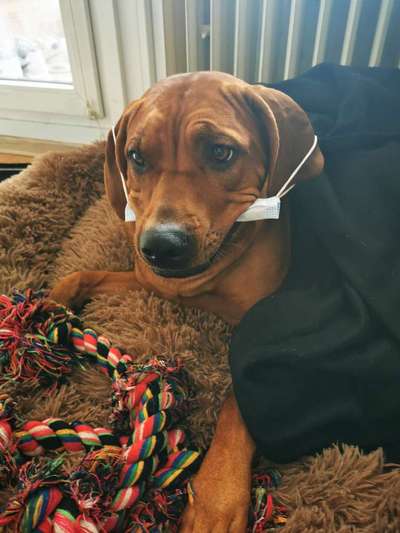 Rhodesian Ridgeback-Beitrag-Bild