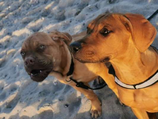 Rhodesian Ridgeback-Beitrag-Bild