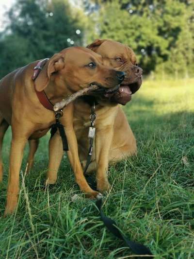 Rhodesian Ridgeback-Beitrag-Bild