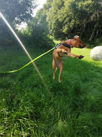 Rhodesian Ridgeback-Beitrag-Bild