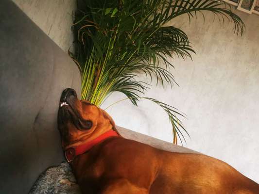 Rhodesian Ridgeback-Beitrag-Bild