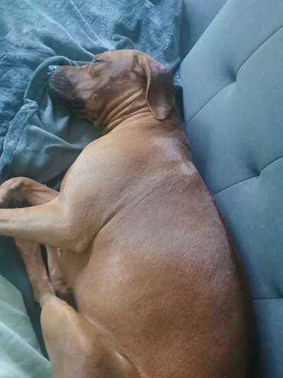 Rhodesian Ridgeback-Beitrag-Bild