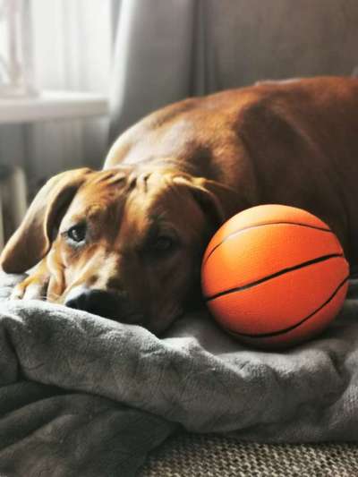 Rhodesian Ridgeback-Beitrag-Bild