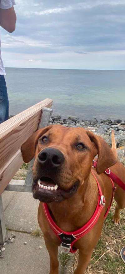 Rhodesian Ridgeback-Beitrag-Bild