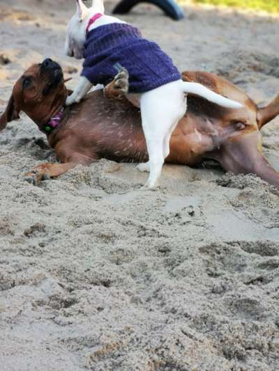 Rhodesian Ridgeback-Beitrag-Bild