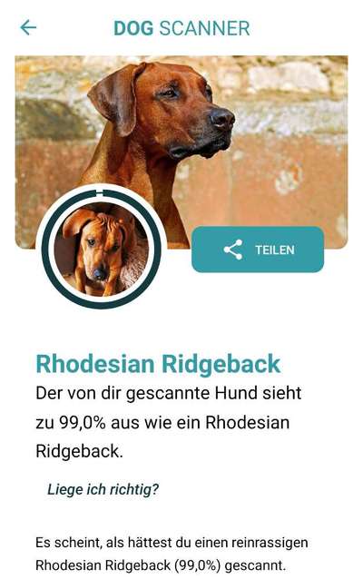 Rhodesian Ridgeback-Beitrag-Bild
