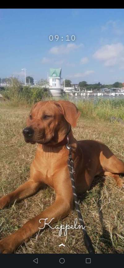 Rhodesian Ridgeback-Beitrag-Bild
