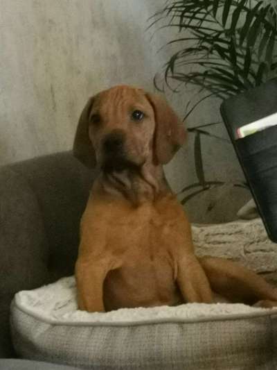 Rhodesian Ridgeback-Beitrag-Bild