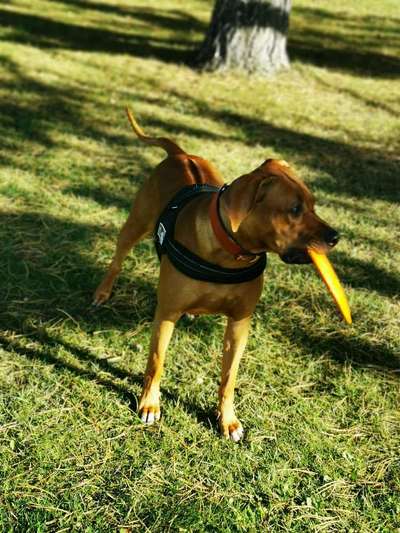 Rhodesian Ridgeback-Beitrag-Bild