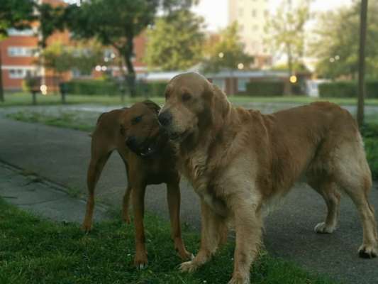 Rhodesian Ridgeback-Beitrag-Bild