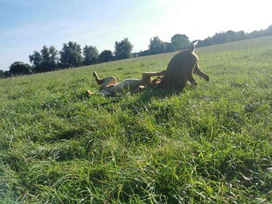 Rhodesian Ridgeback-Beitrag-Bild