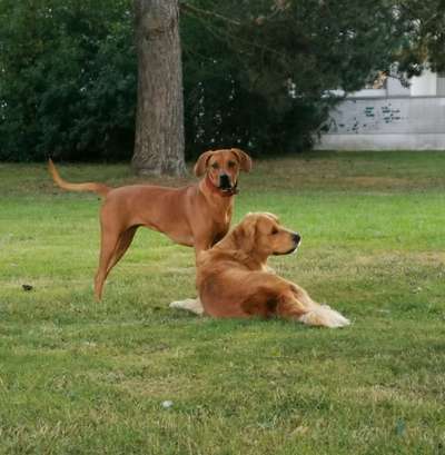 Rhodesian Ridgeback-Beitrag-Bild