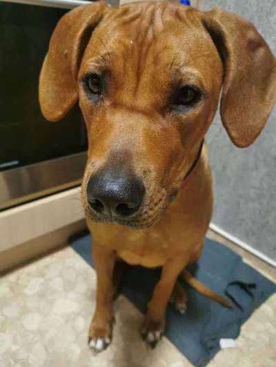 Rhodesian Ridgeback-Beitrag-Bild