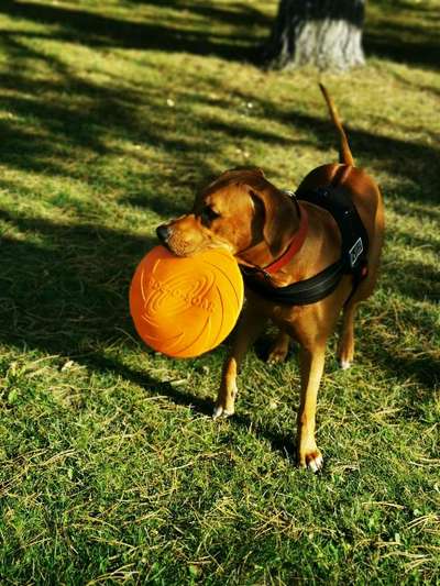 Rhodesian Ridgeback-Beitrag-Bild