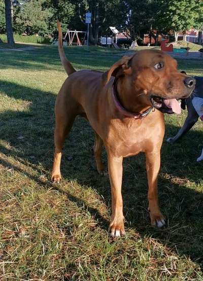 Rhodesian Ridgeback-Beitrag-Bild