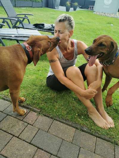 Rhodesian Ridgeback-Beitrag-Bild