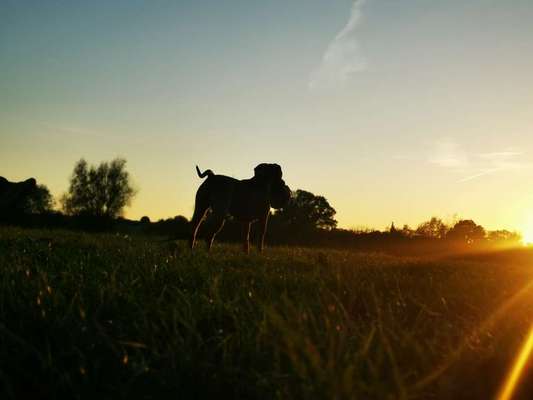 Rhodesian Ridgeback-Beitrag-Bild
