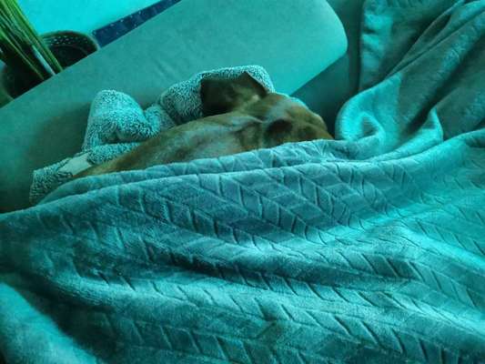 Rhodesian Ridgeback-Beitrag-Bild