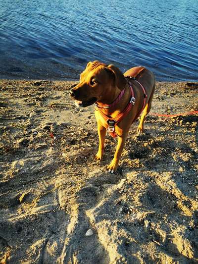 Rhodesian Ridgeback-Beitrag-Bild