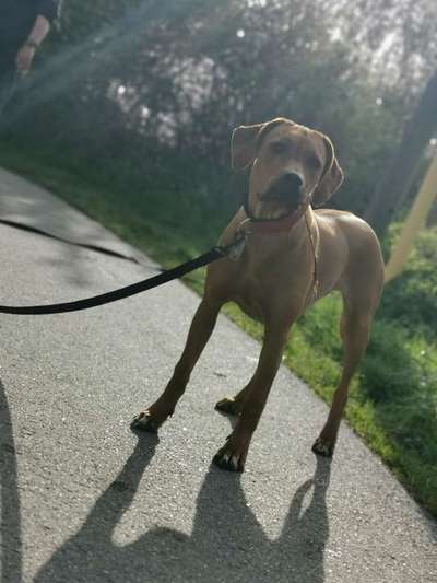 Rhodesian Ridgeback-Beitrag-Bild