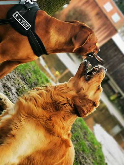 Rhodesian Ridgeback-Beitrag-Bild