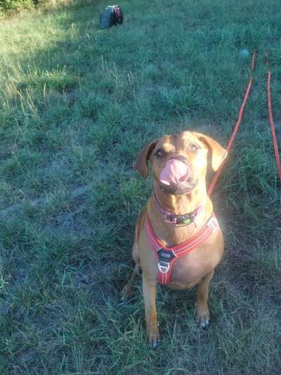 Fotosammlung: ,,Der natürliche Hund" Unbearbeitet, ungestellt und in Natura-Beitrag-Bild