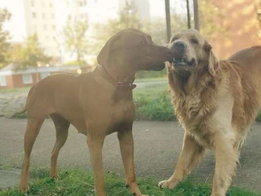 Rhodesian Ridgeback-Beitrag-Bild