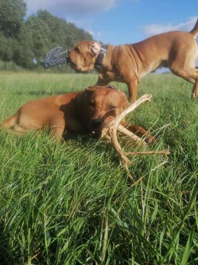 Rhodesian Ridgeback-Beitrag-Bild