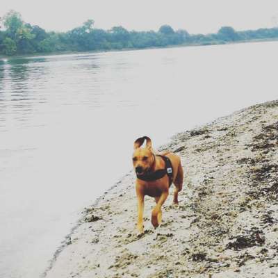 Rhodesian Ridgeback-Beitrag-Bild
