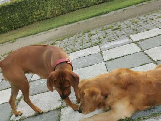 Rhodesian Ridgeback-Beitrag-Bild