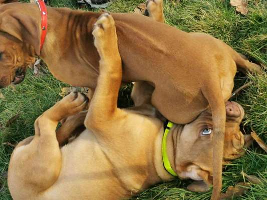 Rhodesian Ridgeback-Beitrag-Bild