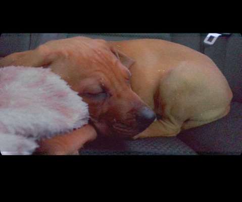 Rhodesian Ridgeback-Beitrag-Bild