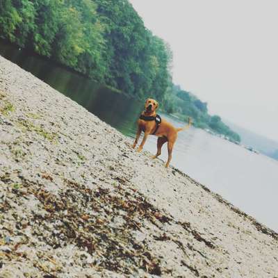 Rhodesian Ridgeback-Beitrag-Bild