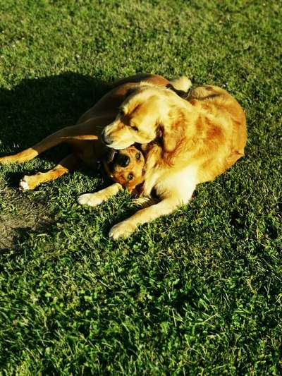 Rhodesian Ridgeback-Beitrag-Bild