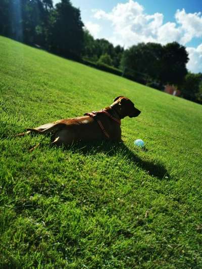 Rhodesian Ridgeback-Beitrag-Bild