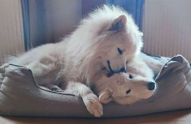 Samojede-Beitrag-Bild