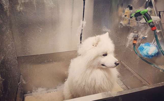 Möglichkeiten Hund zu waschen?-Beitrag-Bild