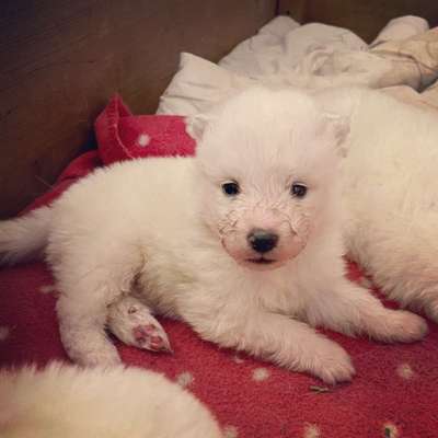 Samojede-Beitrag-Bild