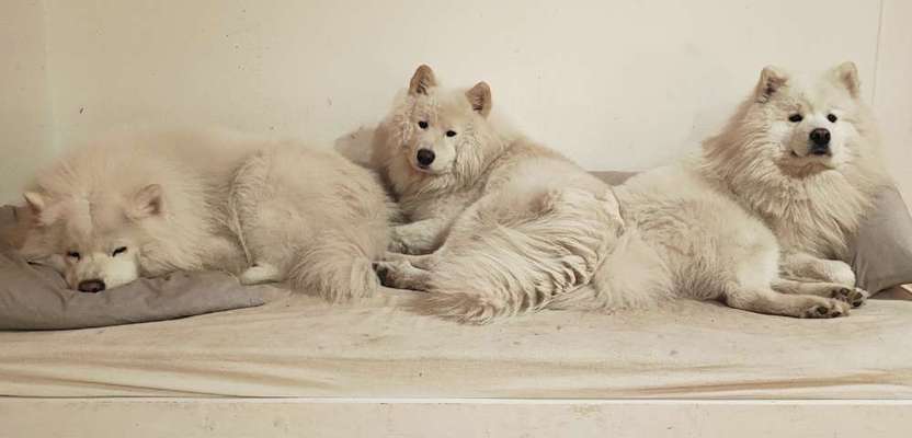 Samojede-Beitrag-Bild