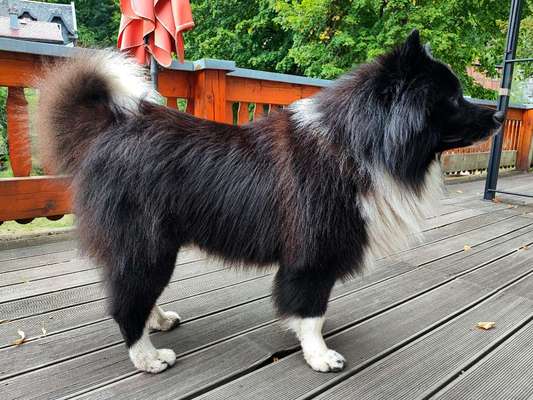 Gibt's hier noch mehr Border Collies???-Beitrag-Bild