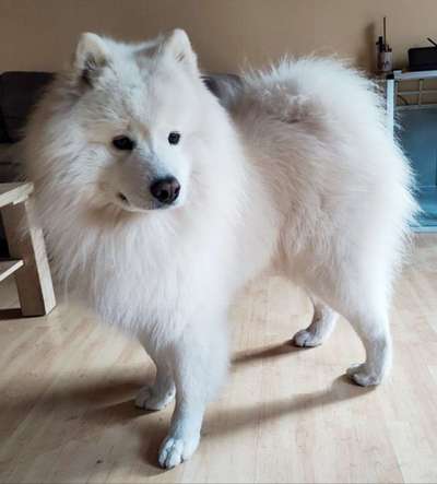 Samojede-Beitrag-Bild