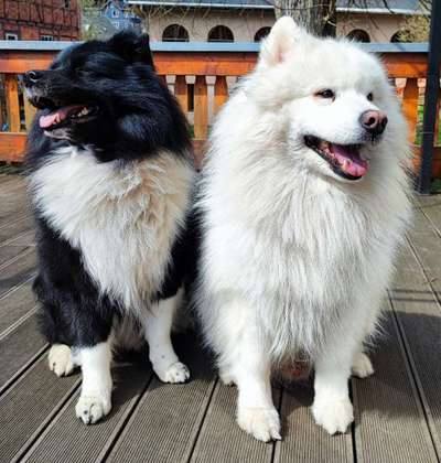 Samojede-Beitrag-Bild