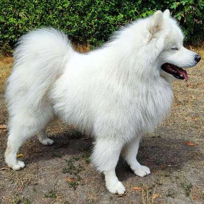 Wie heißt dein Hund?-Beitrag-Bild