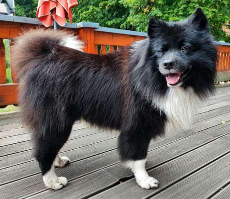 Samojede-Beitrag-Bild