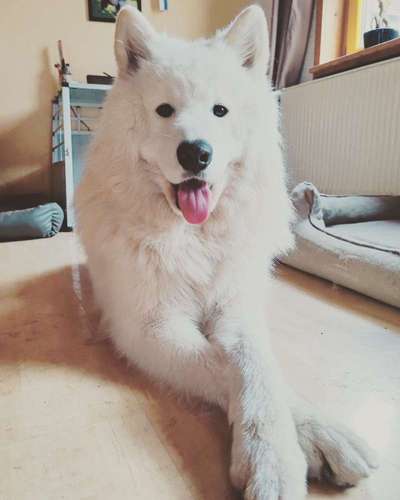 Wie heißt dein Hund?-Beitrag-Bild