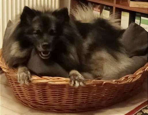 Spitz--Zwergspitz--kleinspitz---mittelspitz----Großspitz--Wolfsspitz-Beitrag-Bild