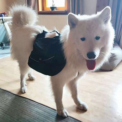 Samojede-Beitrag-Bild