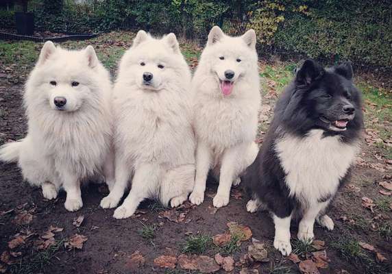 Samojede-Beitrag-Bild